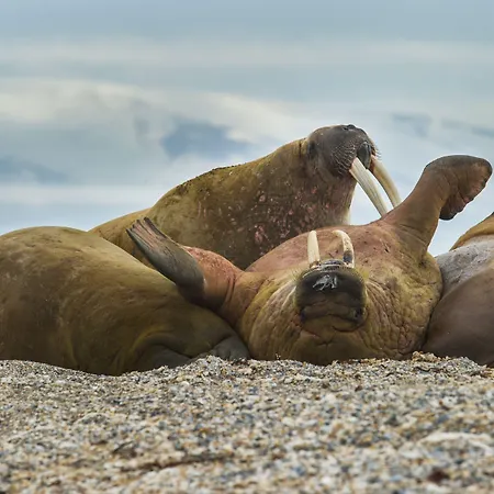 Hotell Svalbard | Polfareren