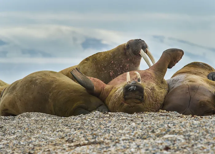 מלון Svalbard | Polfareren